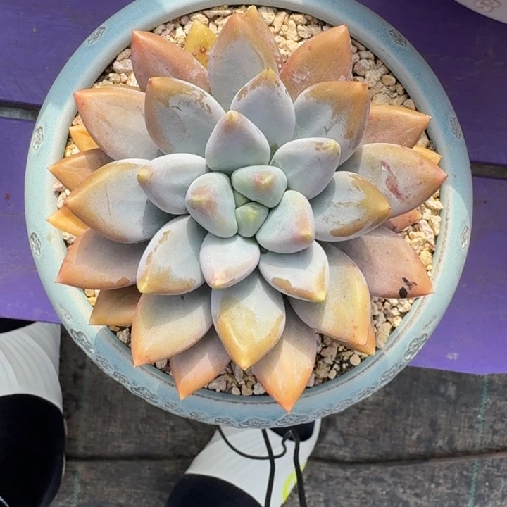 焦糖体 哥特 单头 一物一拍