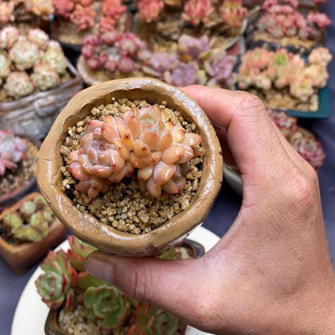 冰魄朵朵缀化老桩群