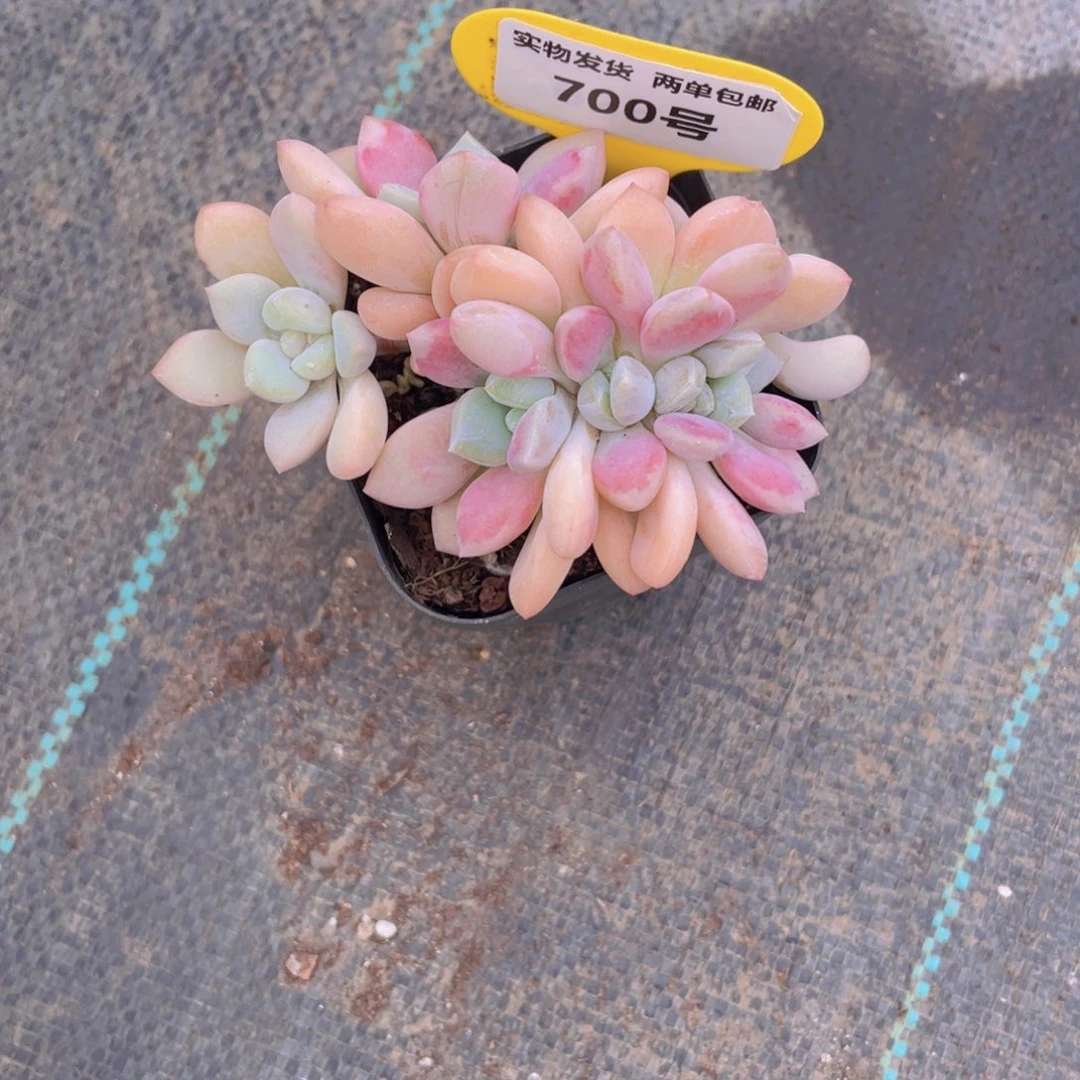 700号 龙头老桩白鹭花斑鹭缀化