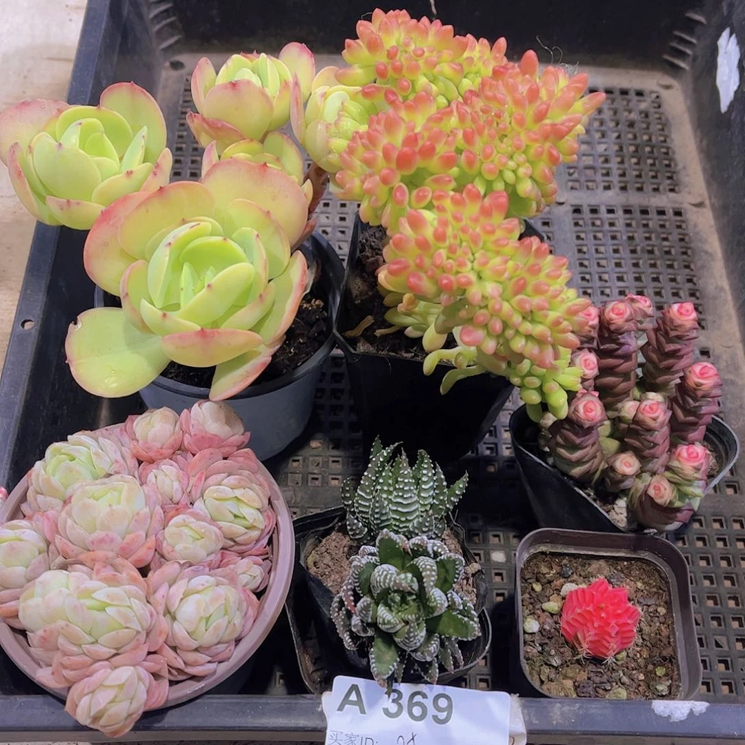 多肉369多肉植物