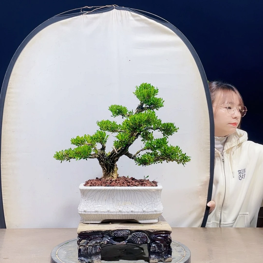 完全开放黄杨盆景四季常青