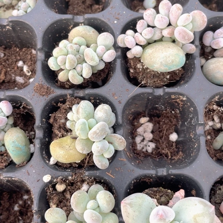 鸡蛋奶随机发满18包邮