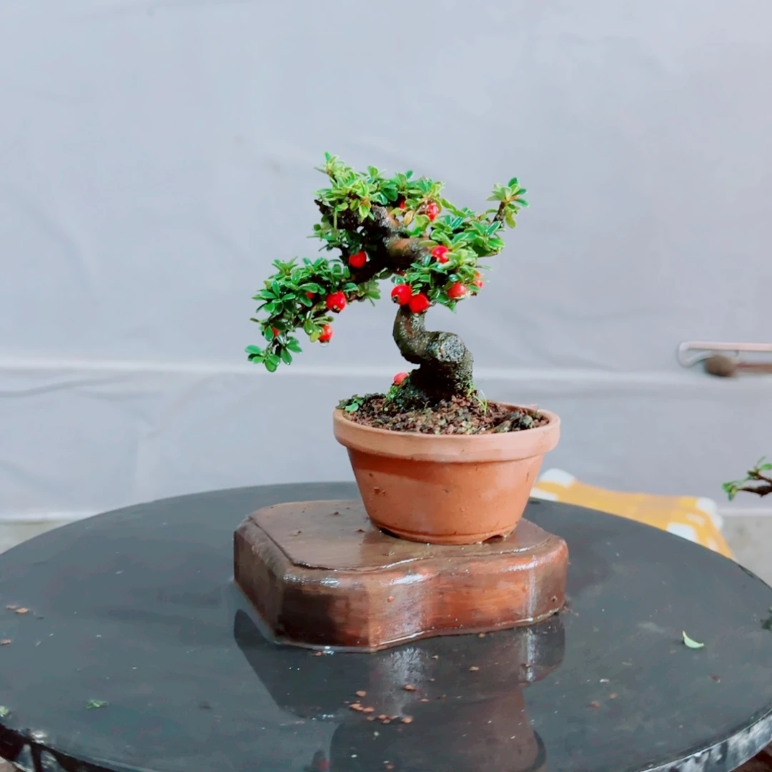 渔***奴白花小叶珍珠栒子