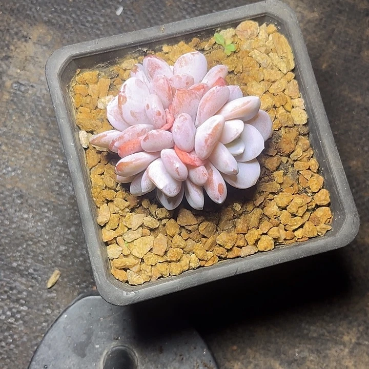 *****多肉植物雪莲多头