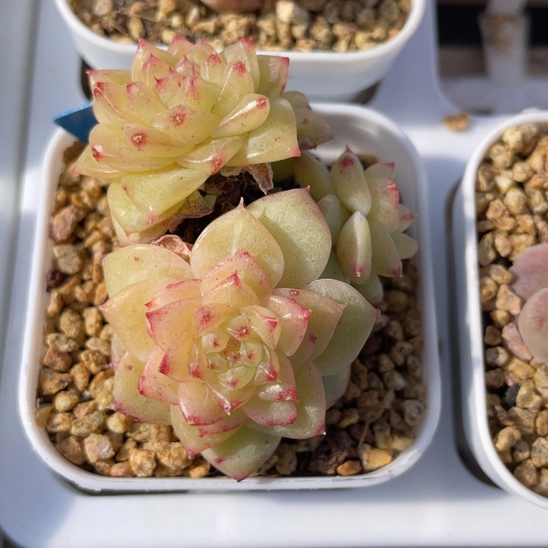 优选茉莉珍妮多肉2737