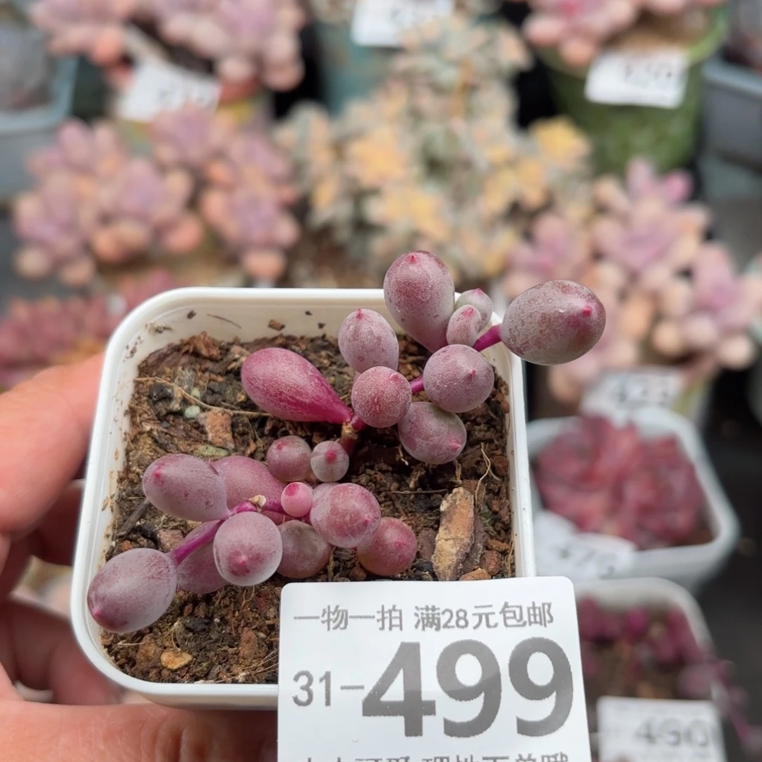 紫泡泡多肉多肉多