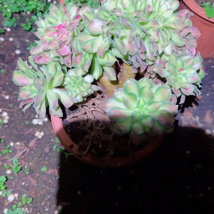 370韶华缀化多肉植物满28包邮