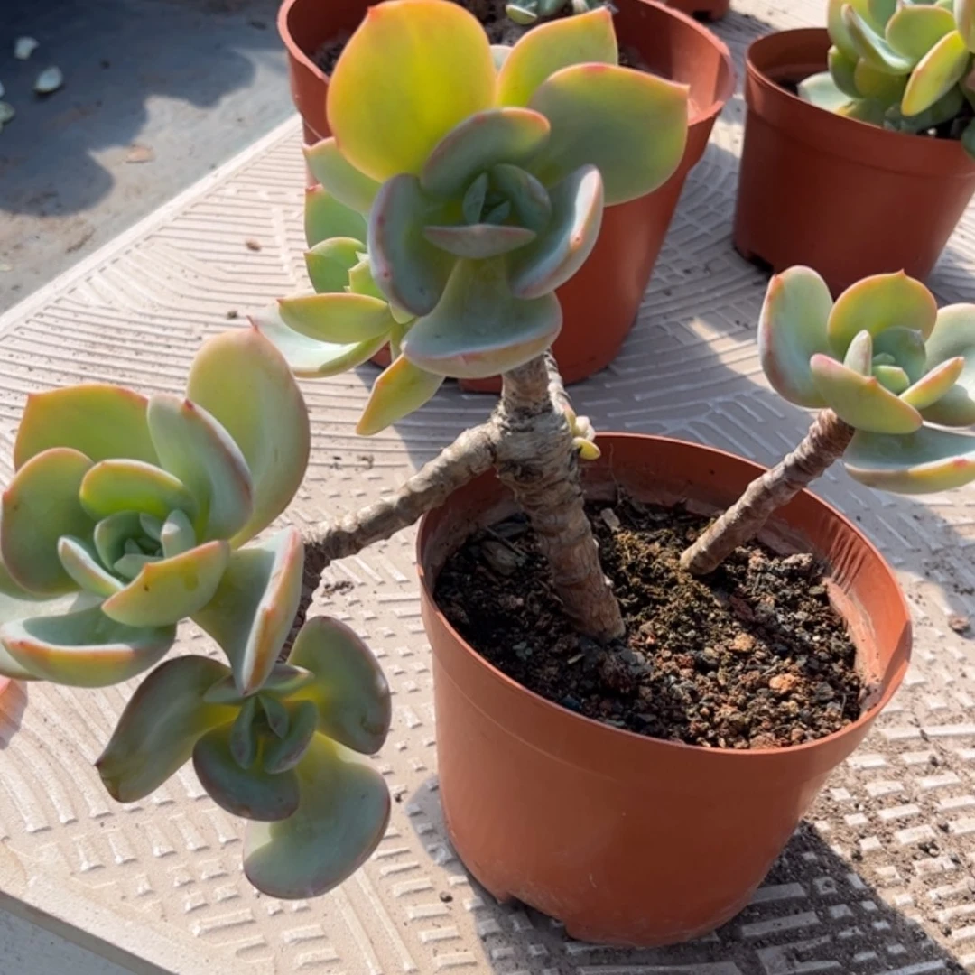 【闪购商品】无花朵小****?