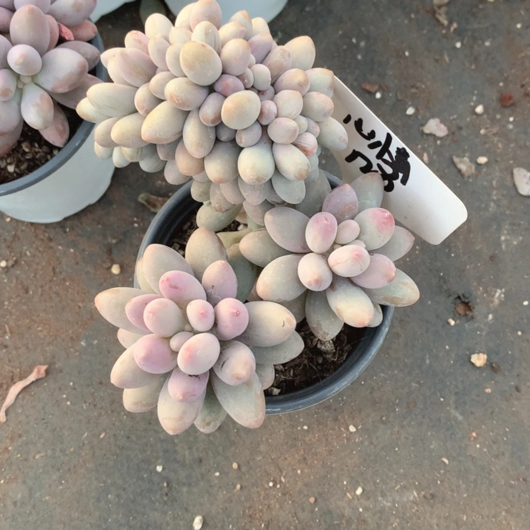 法国红酒分128号粉恋缀