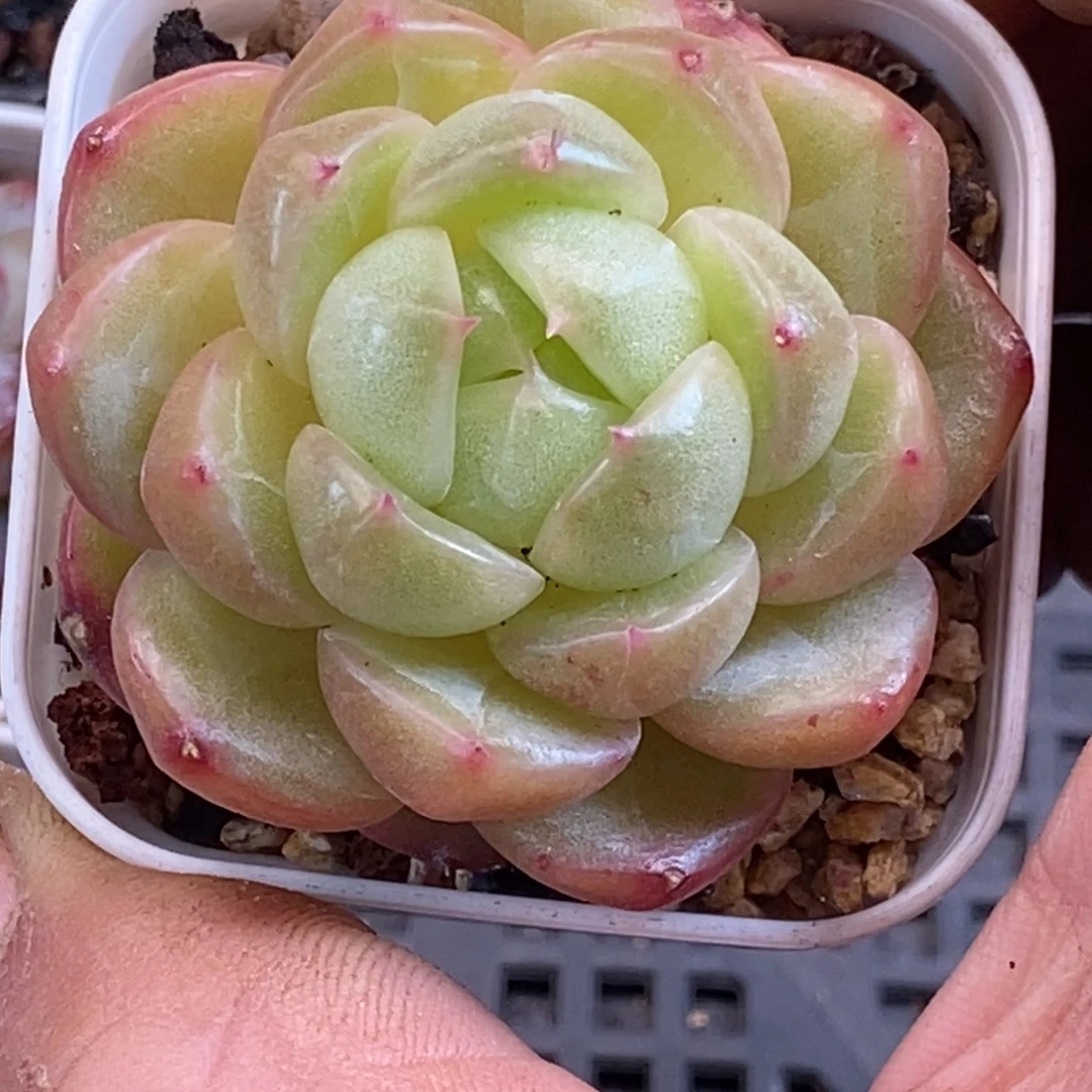 天官赐福百无禁忌