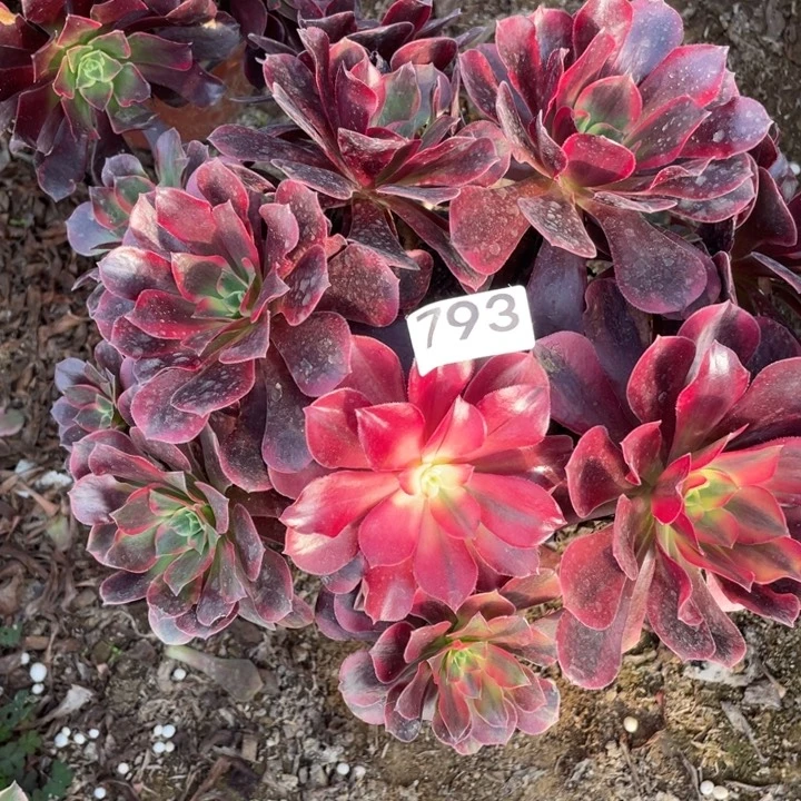 完全开放793对肉植物美杜莎