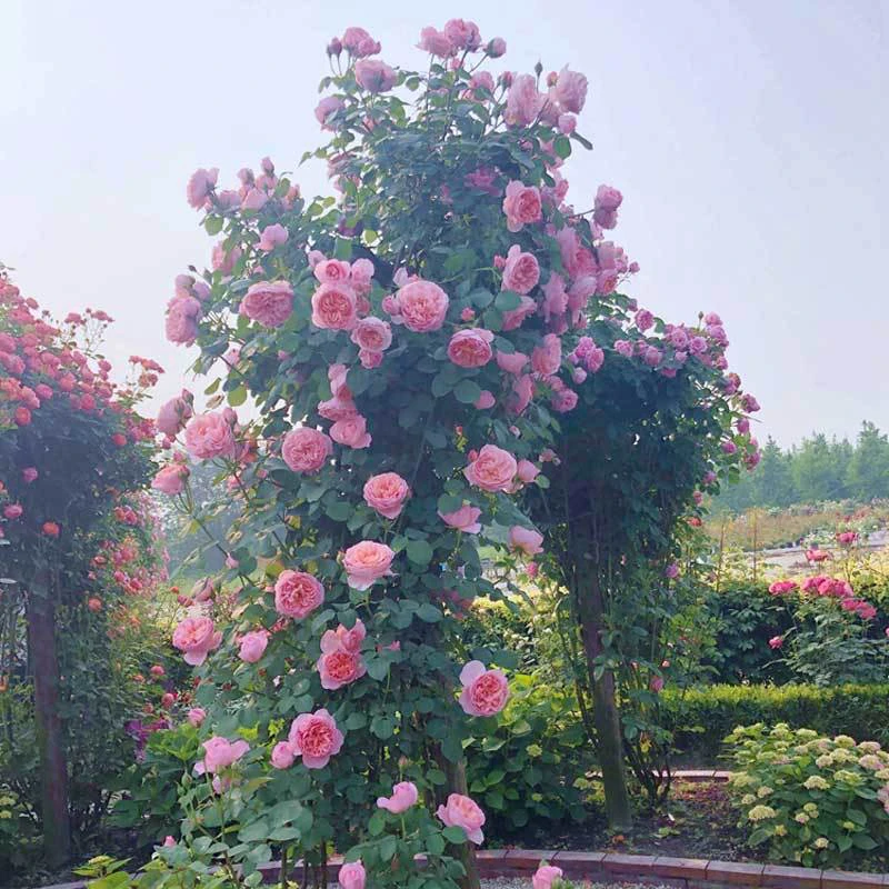 精品爬藤月季大母本，一颗成景，两棵成拱门