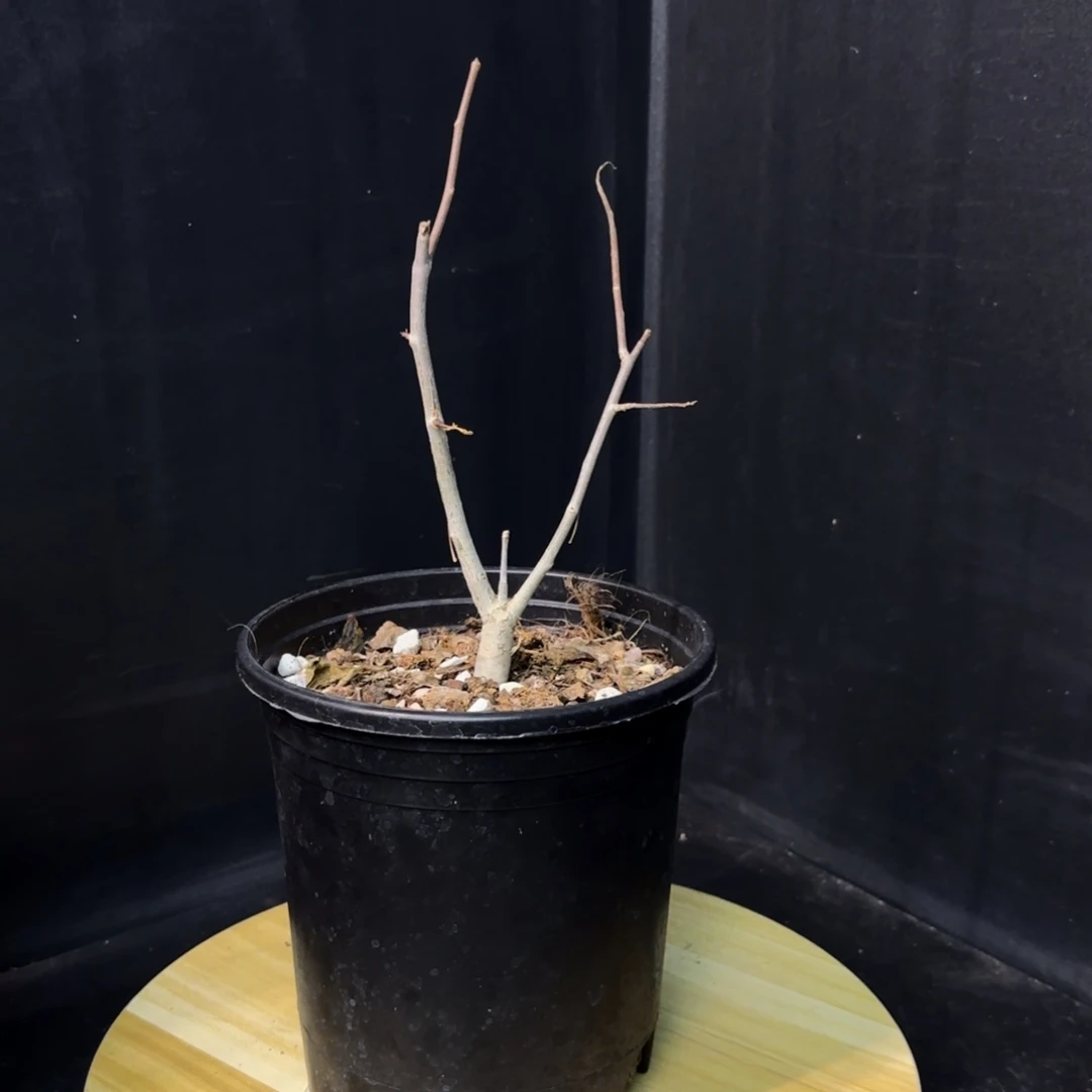 图坎蓝白皮实生带盆土