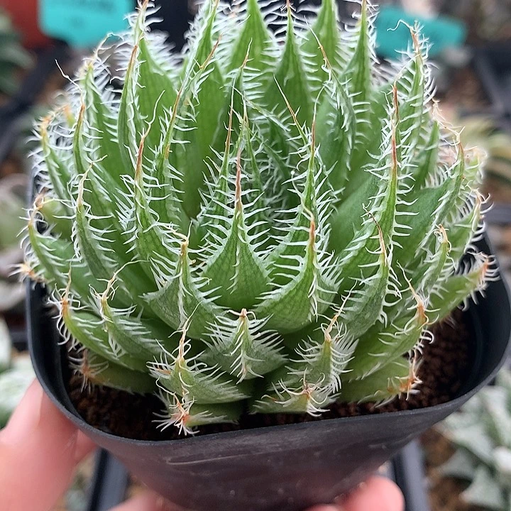 原始种硬刺一物一拍