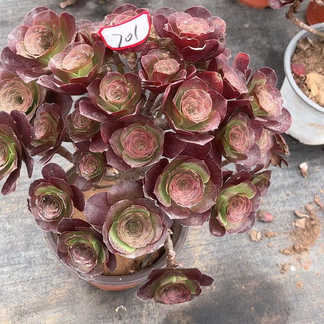 多肉植物701好多肉都