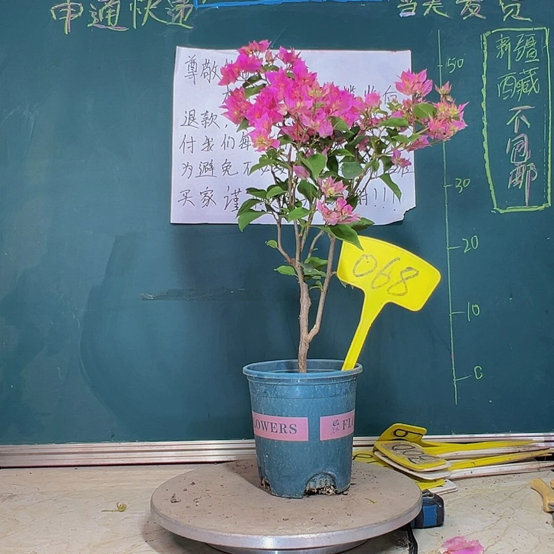 当前无花栽培后可以开花重瓣粉 068