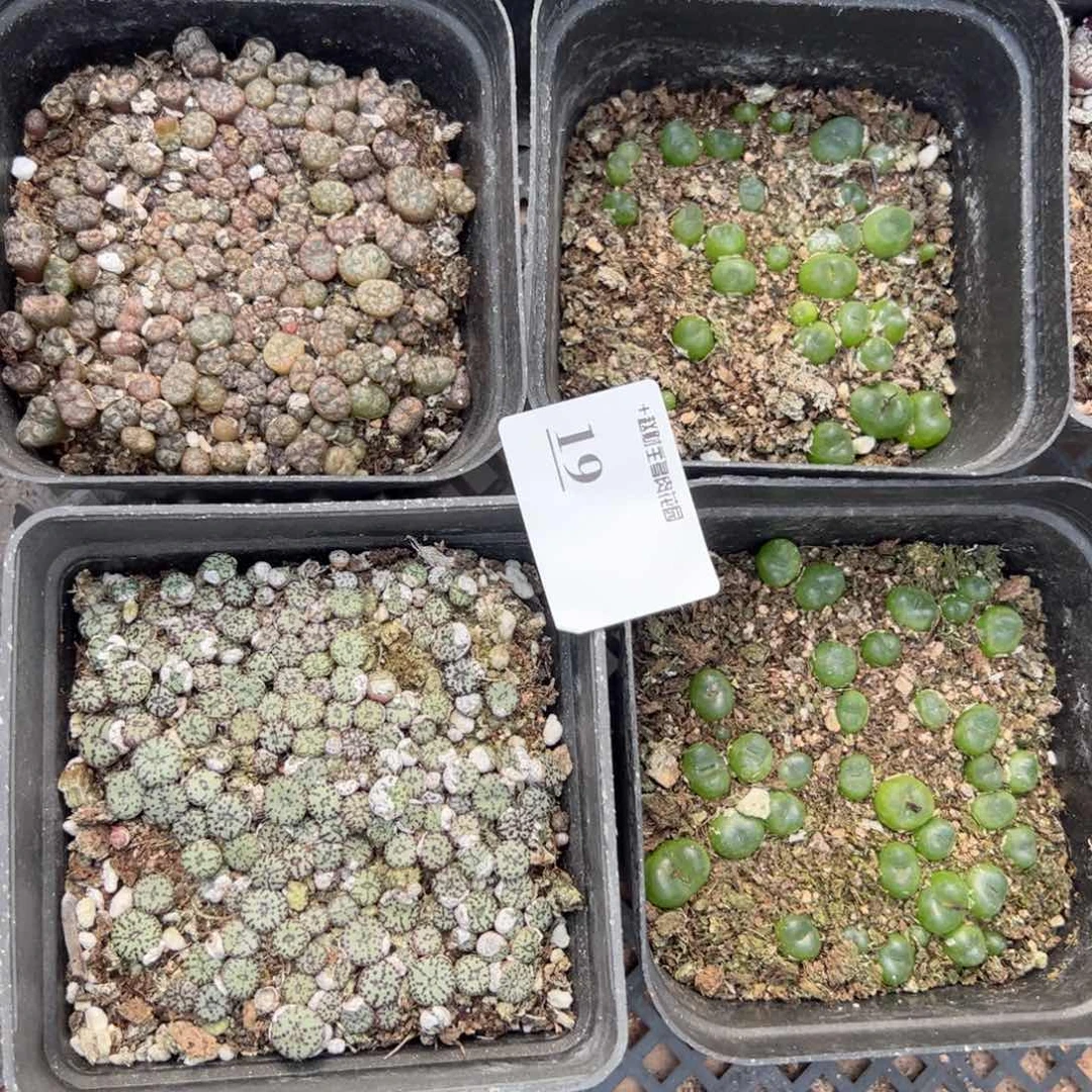 【闪购商品】19 年终福利 带盆 多肉