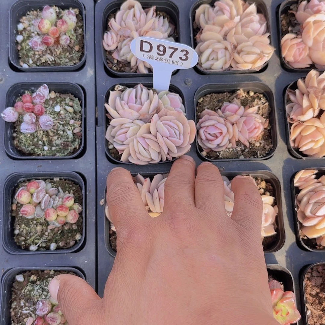 海*?D973蓝色惊喜一物一拍