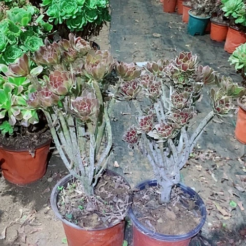 用***3灰法师多肉植物法师植物36号