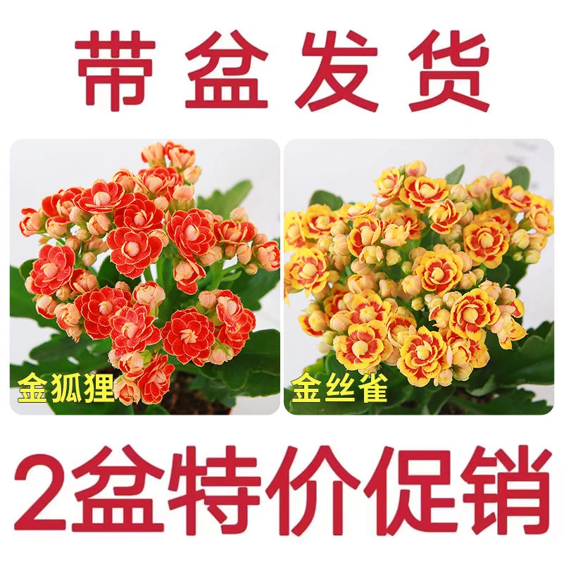 【稀有长寿花】金狐狸盆栽大花重瓣四季开花带花苞发货