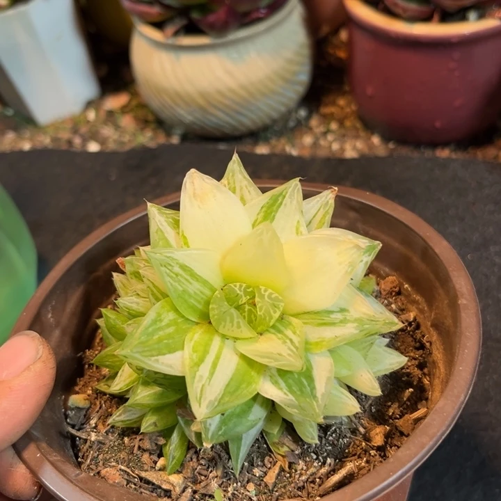 雨露锦多肉植物萃取