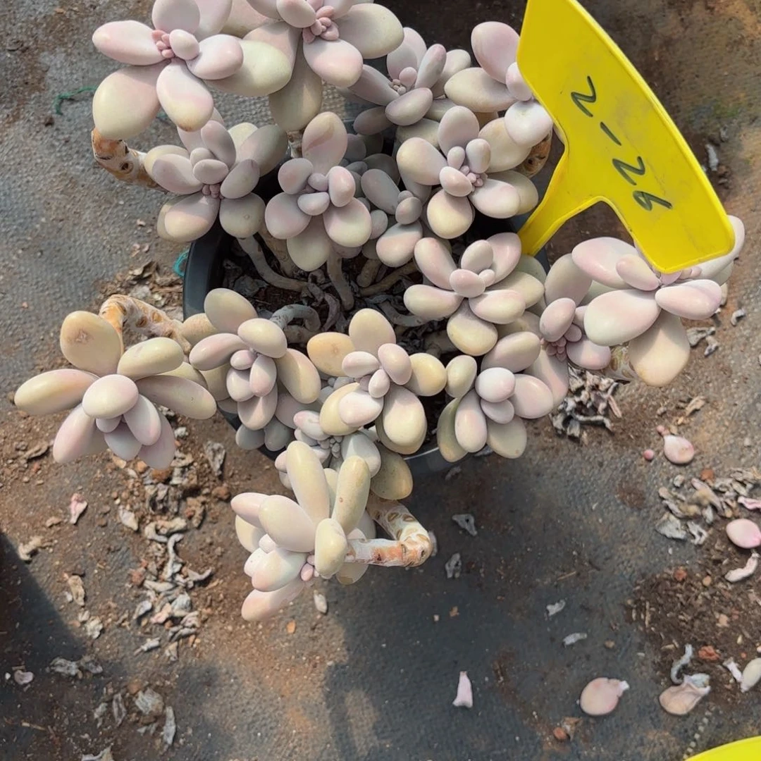 用****心桃蛋2-26。