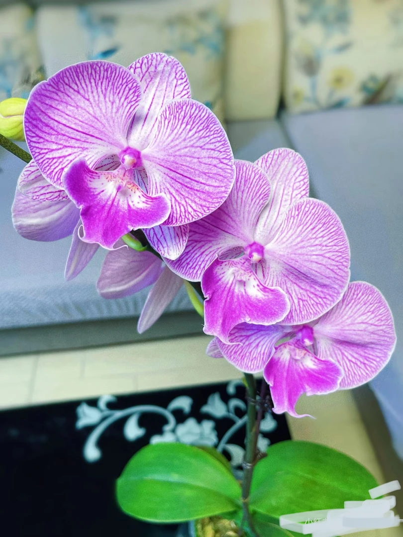 摩登女郎蝴蝶兰大苗3.5寸杯壮根（没花剑）大花舌线条感大花