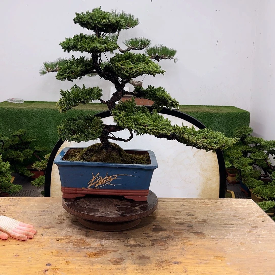 盆景盆景盆景盆景