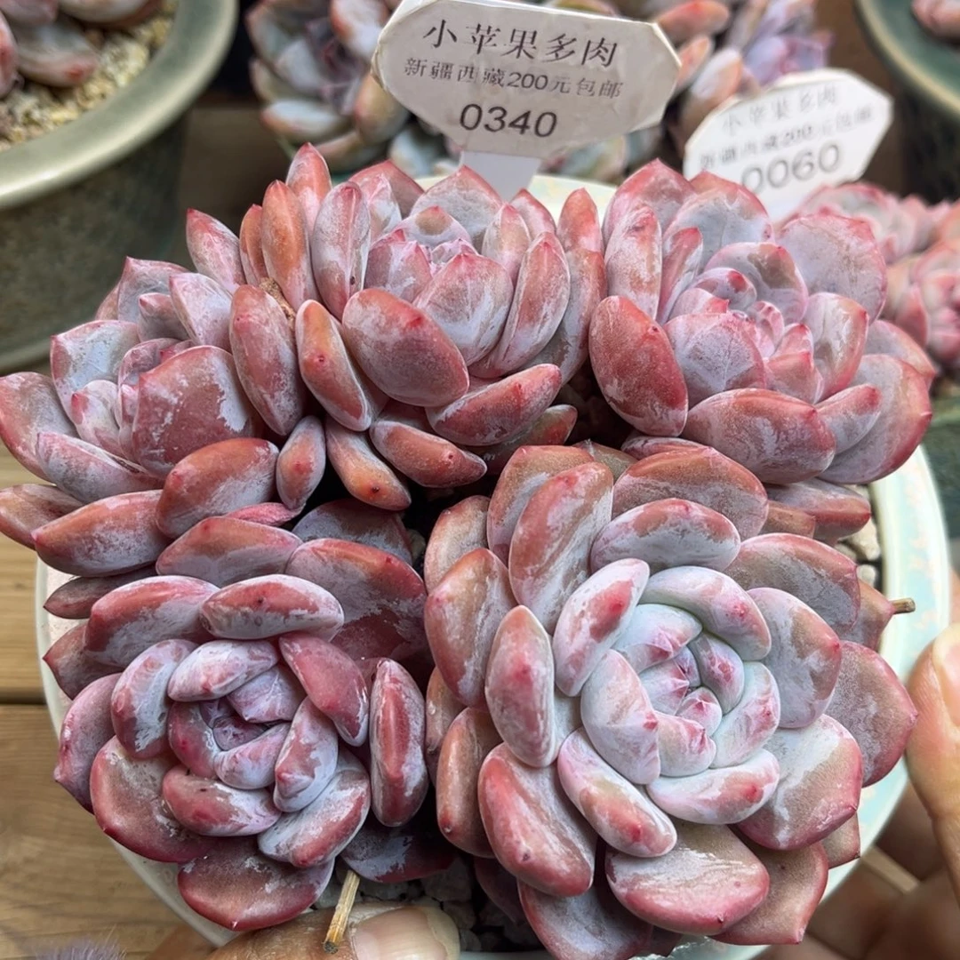 紫皮紫心340/14cm5头