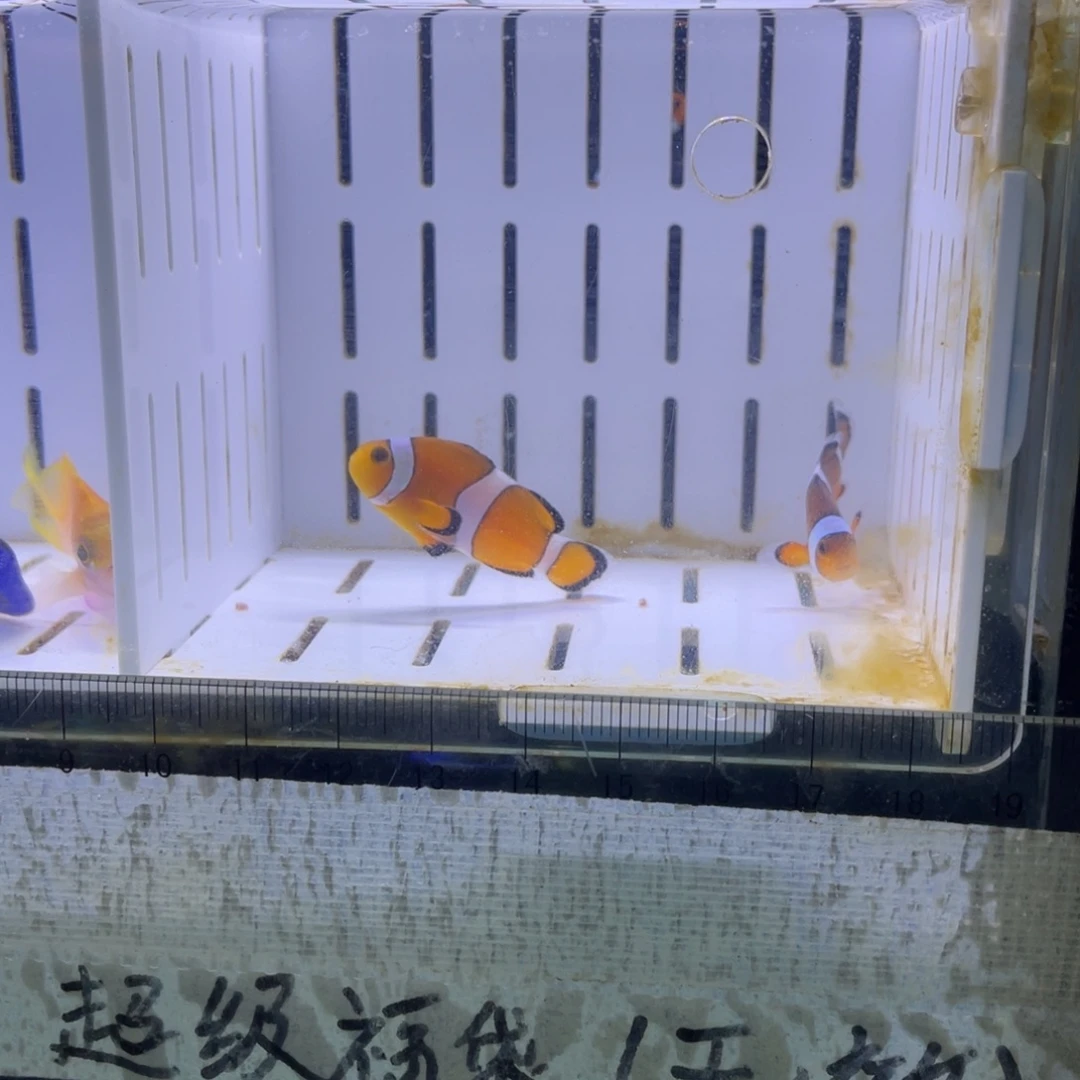 花***貴海水鱼野生公子一对111