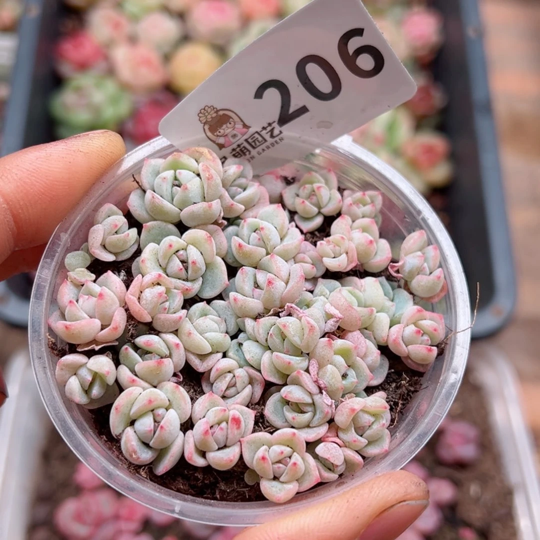 多肉植物多肉植物