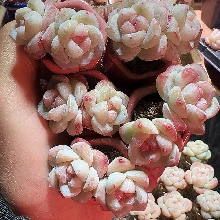 猫*娘多肉冰玉猫姑娘专拍