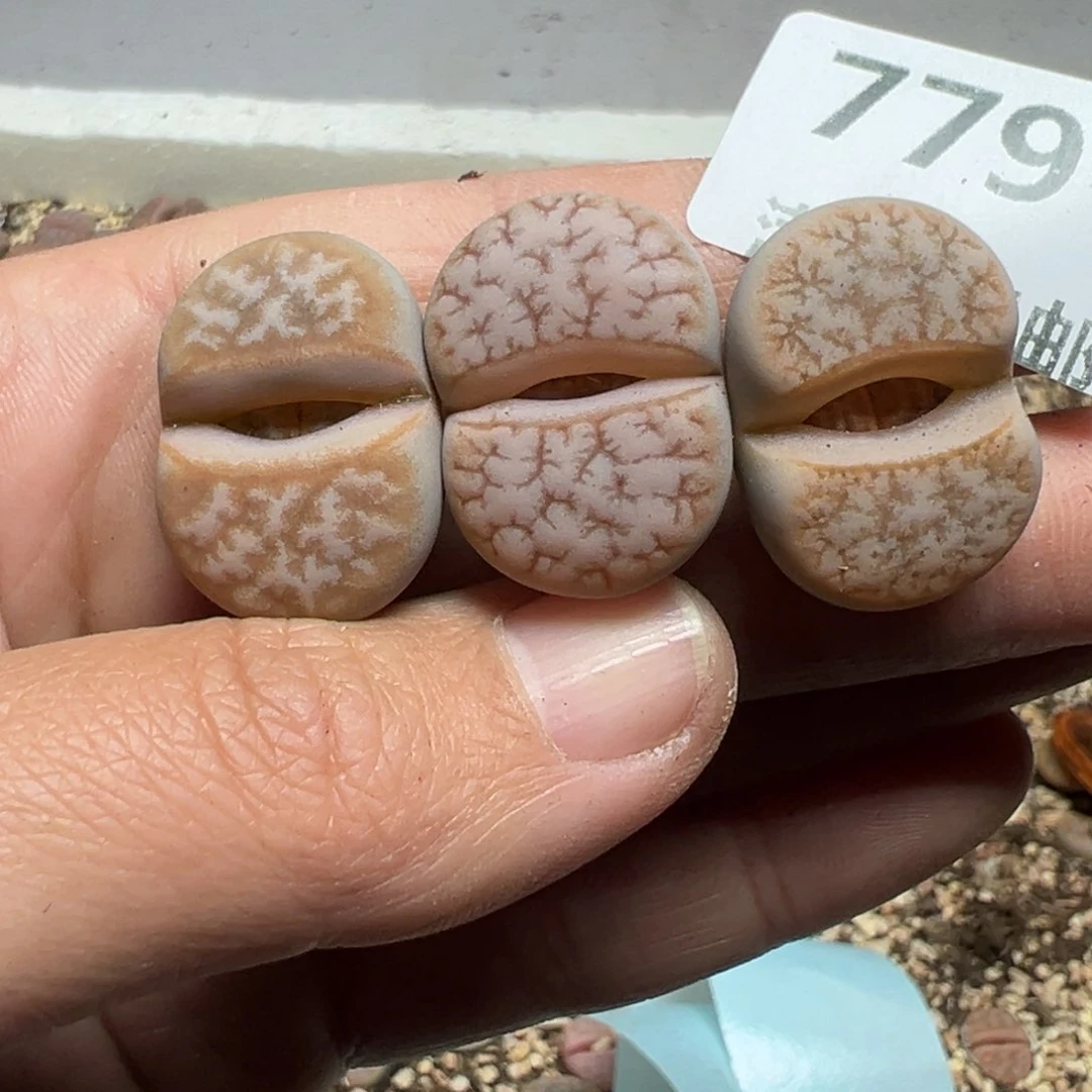 【闪购商品】779……