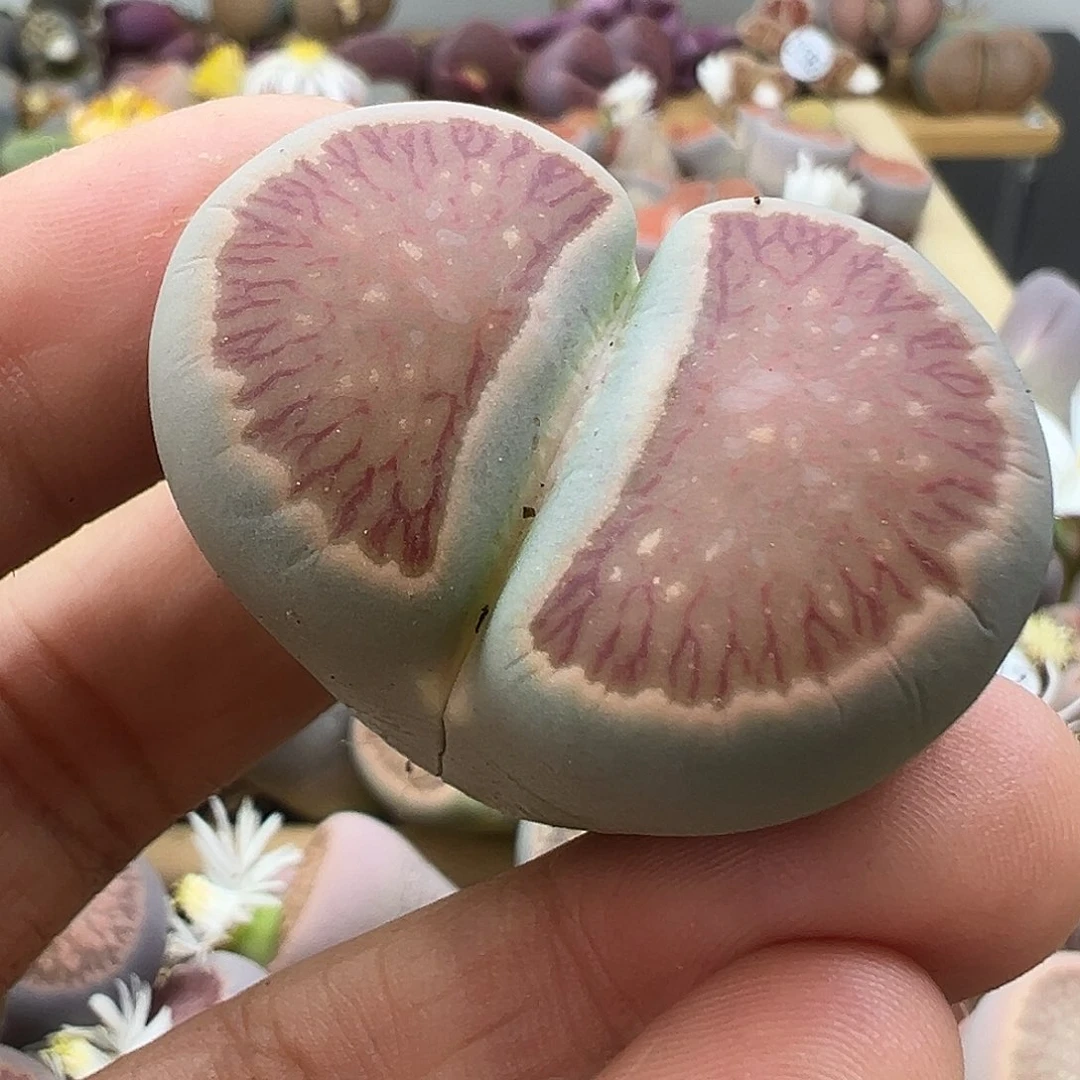1436开播福利绿体菊饼干