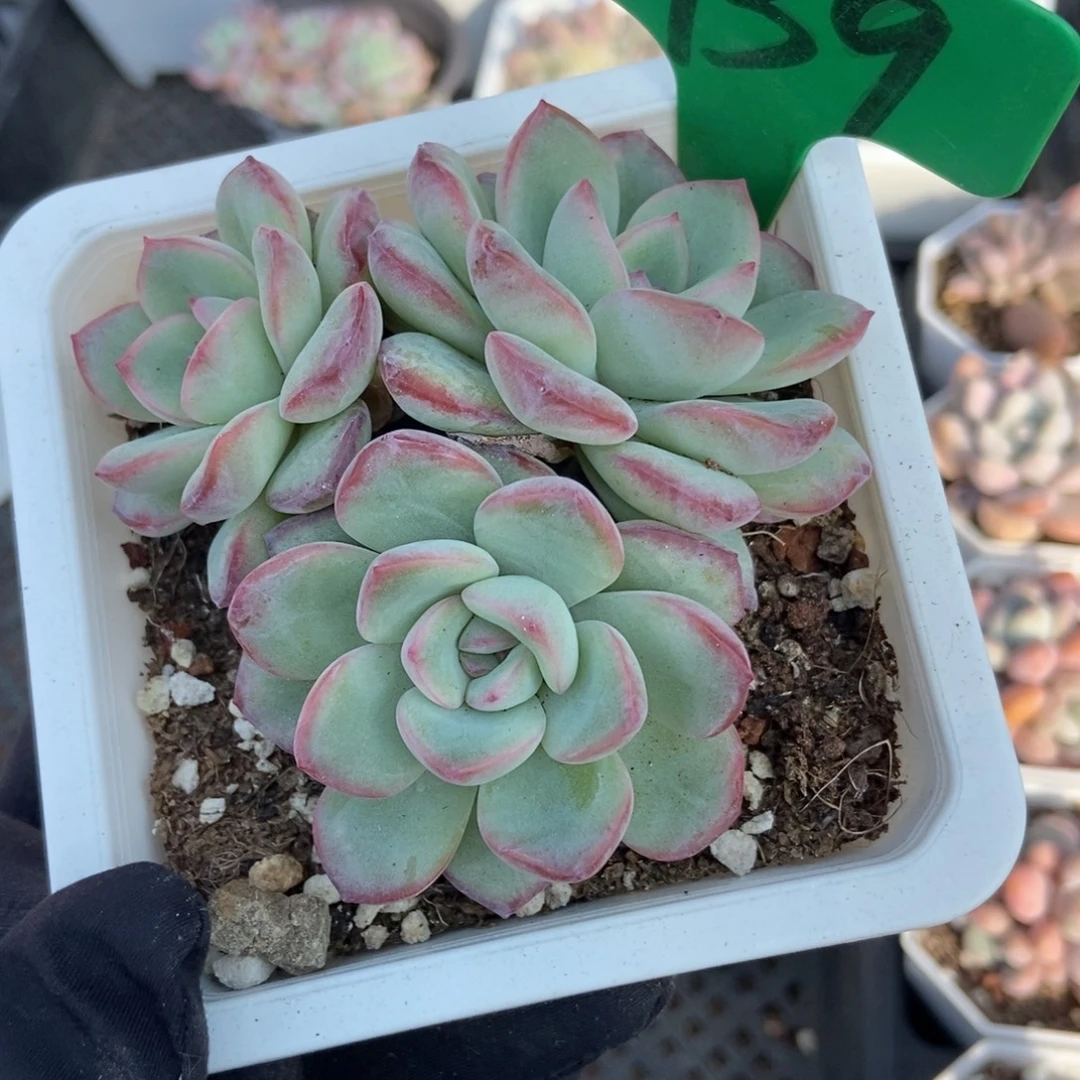 939泡芙多肉植物多肉