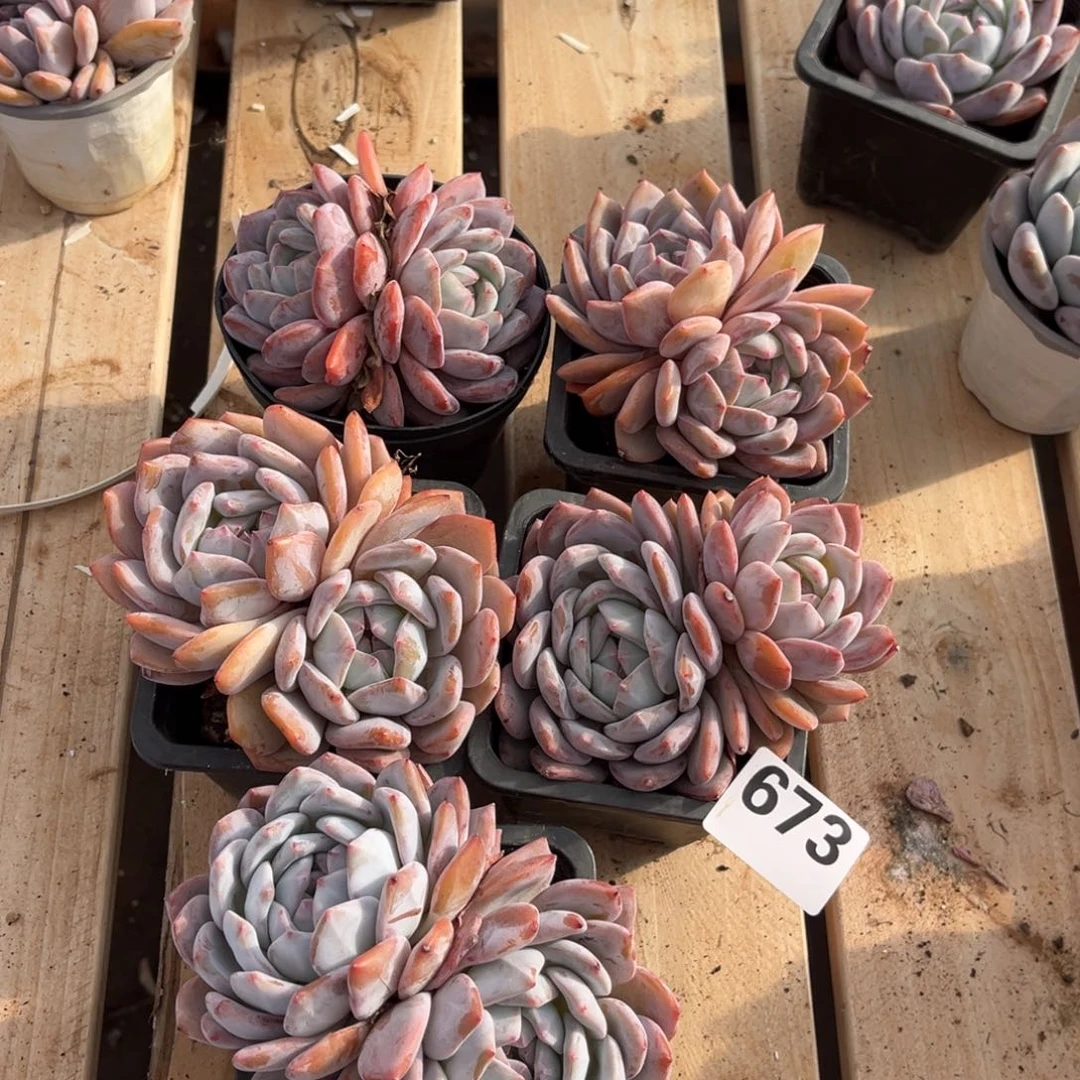 673号新疆西藏内蒙古不包邮