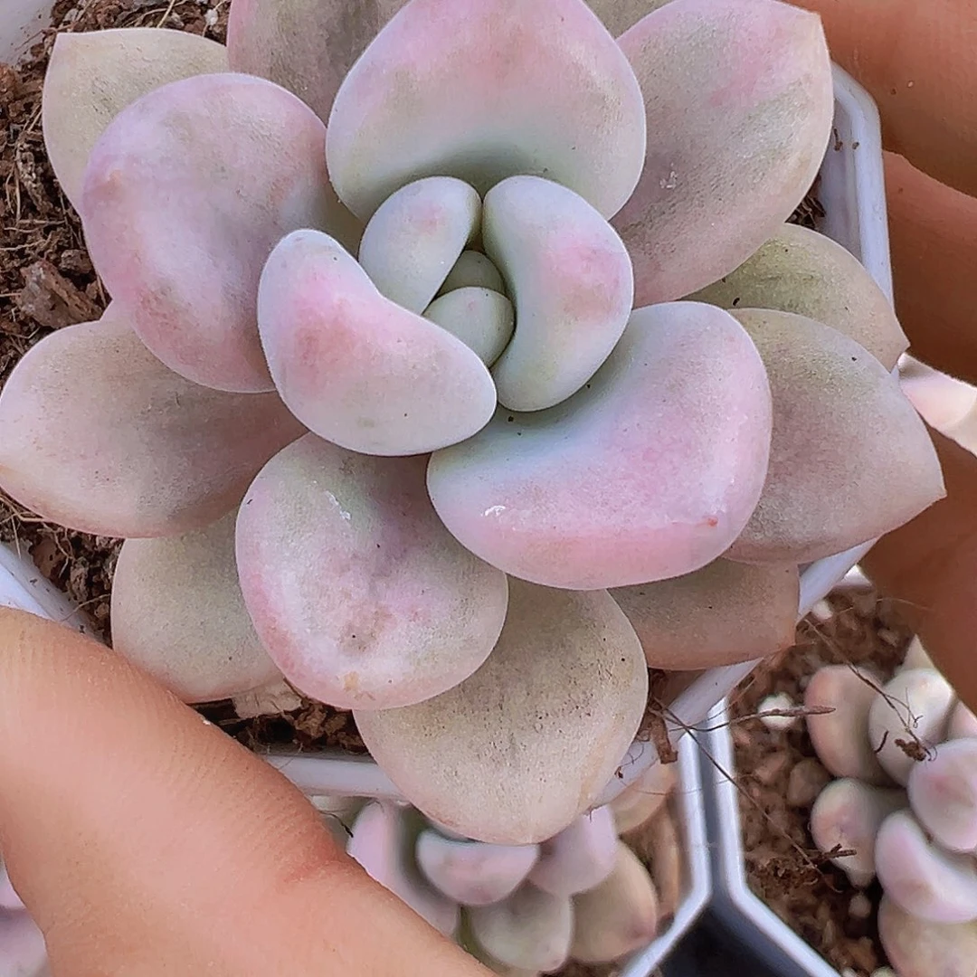 奥普虎斑锦19包邮