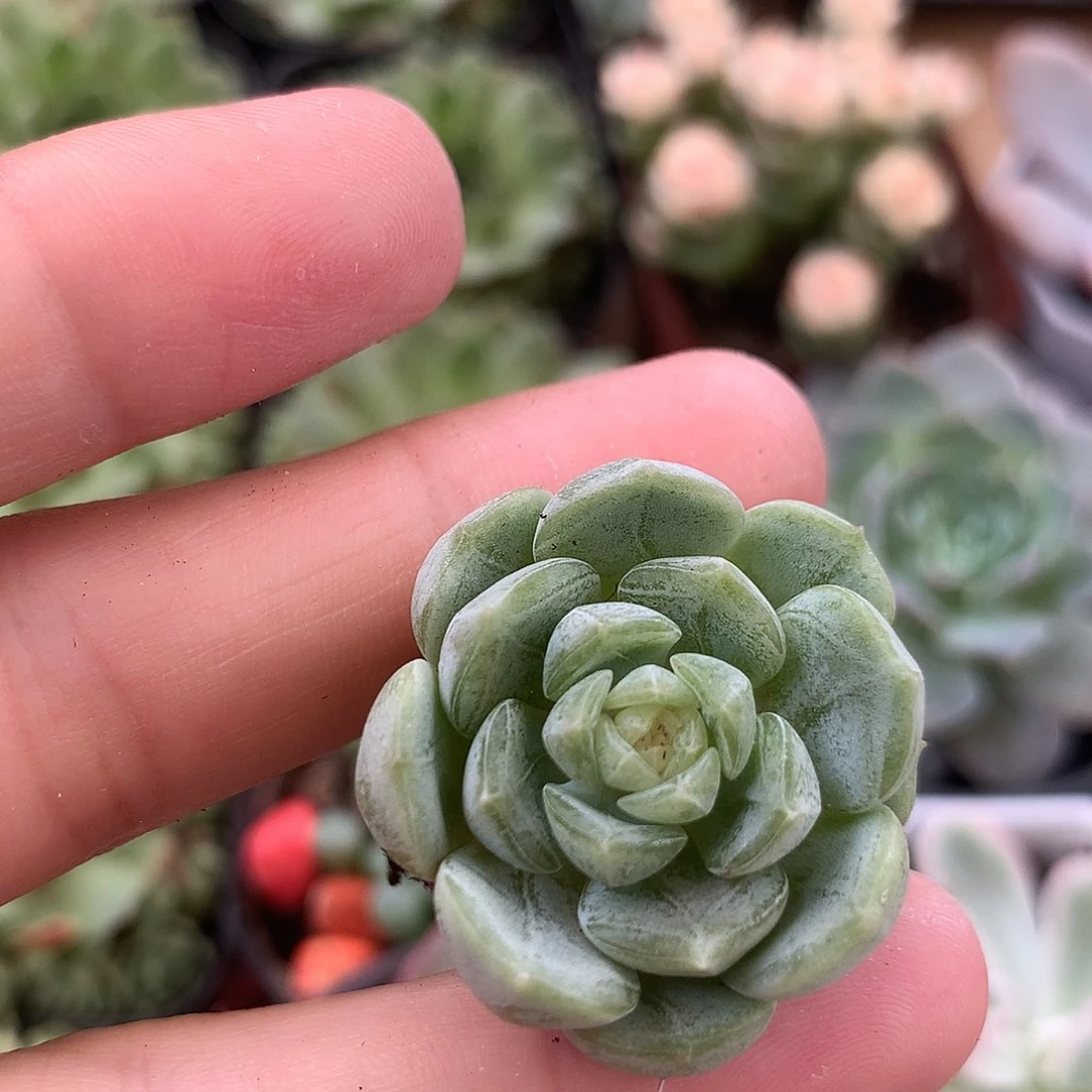 哈尼穴苗六颗一组
