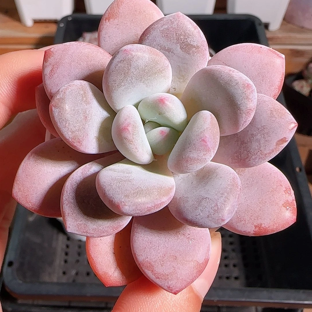 1106--35福利福利