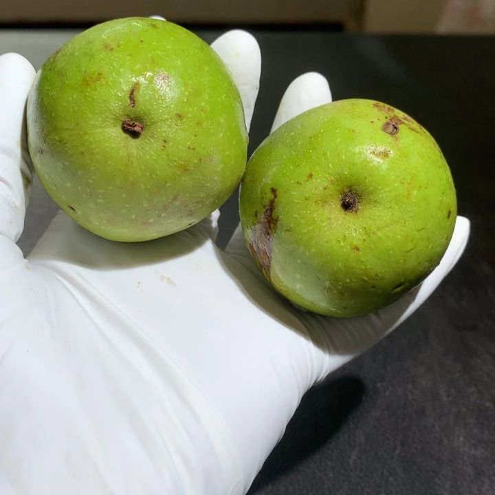 文玩核桃吊坠岐山三棱青皮不退不换