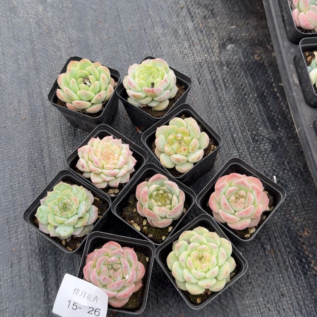 有点带新的珍妮十棵量拍15-26左五