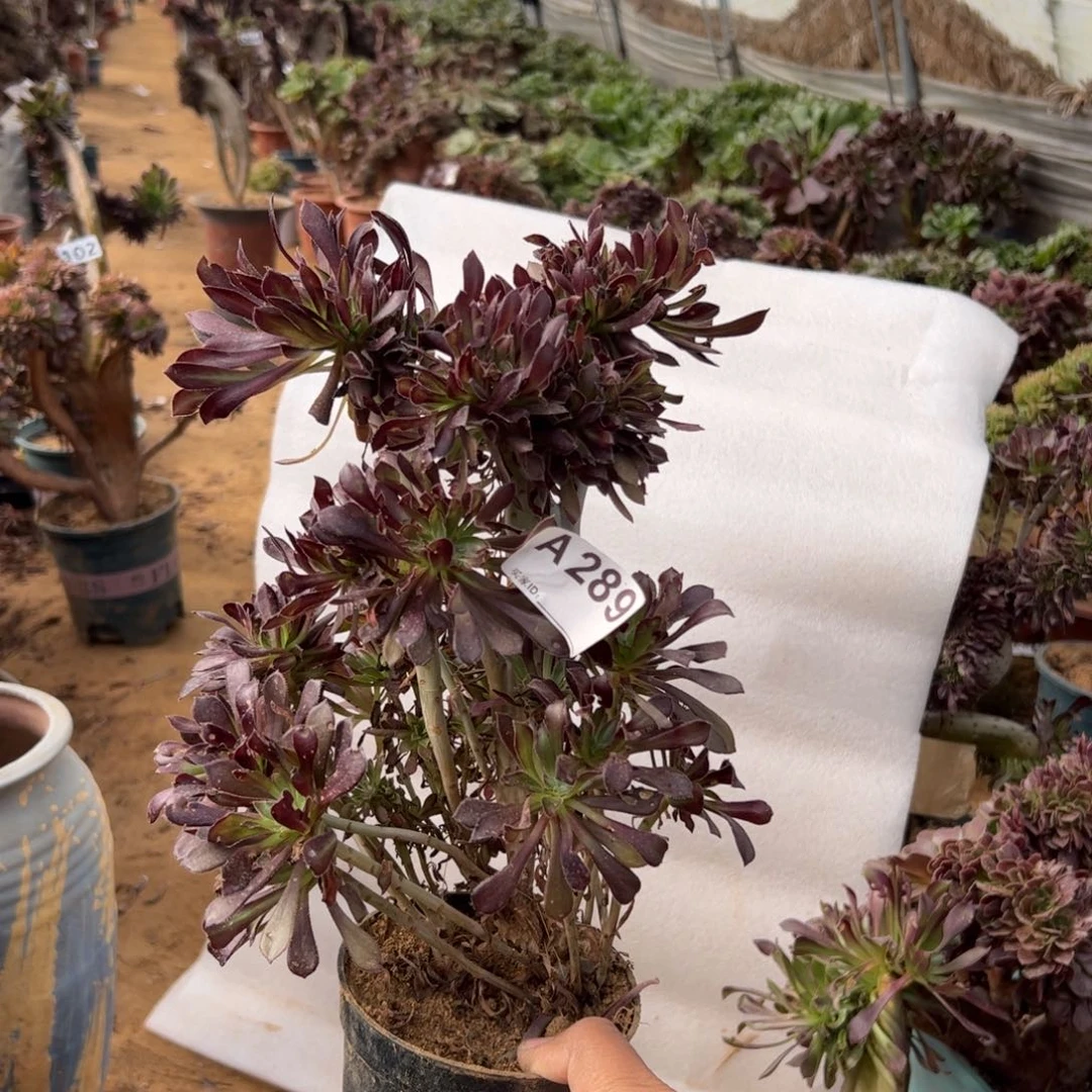 有伤黑缀289满28包邮