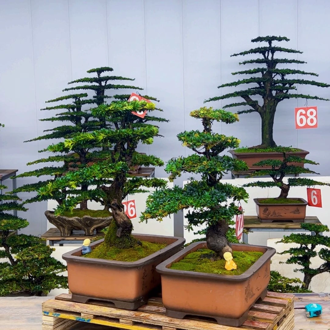 无花朵罗汉松盆景造型艺术作品