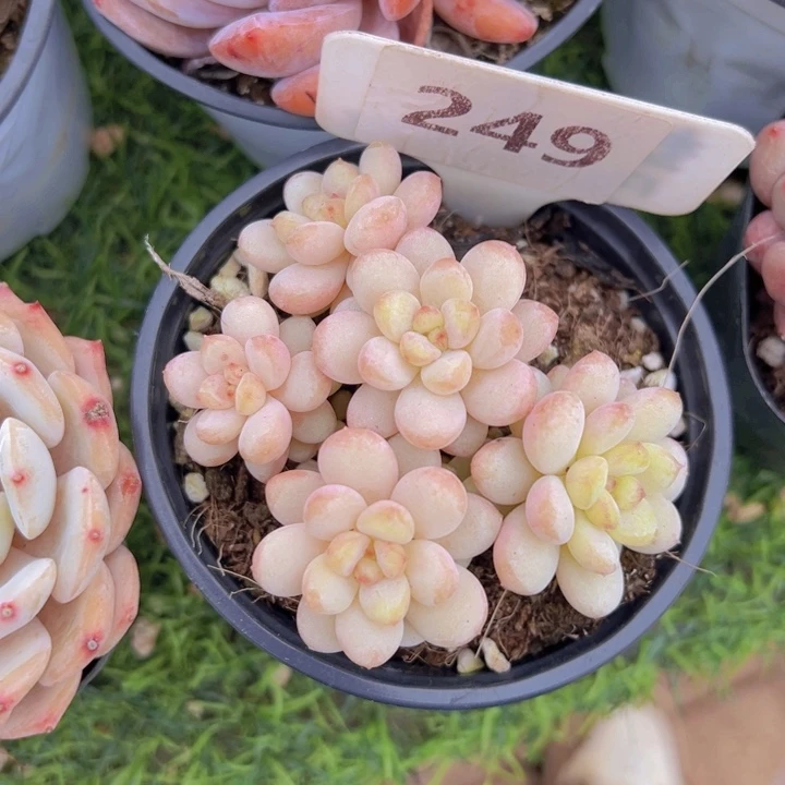 健健康康平平安安