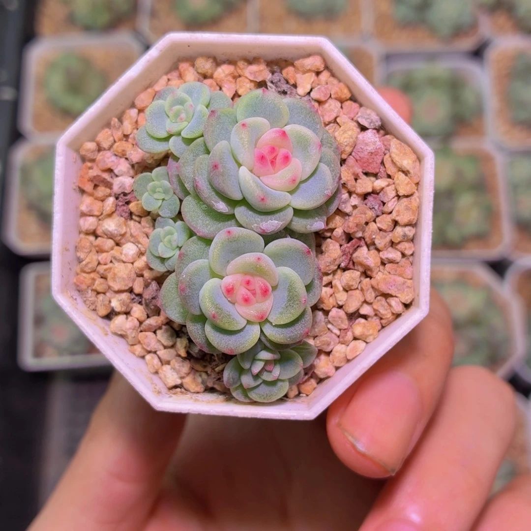 桃***朵秃子甜心多肉植物
