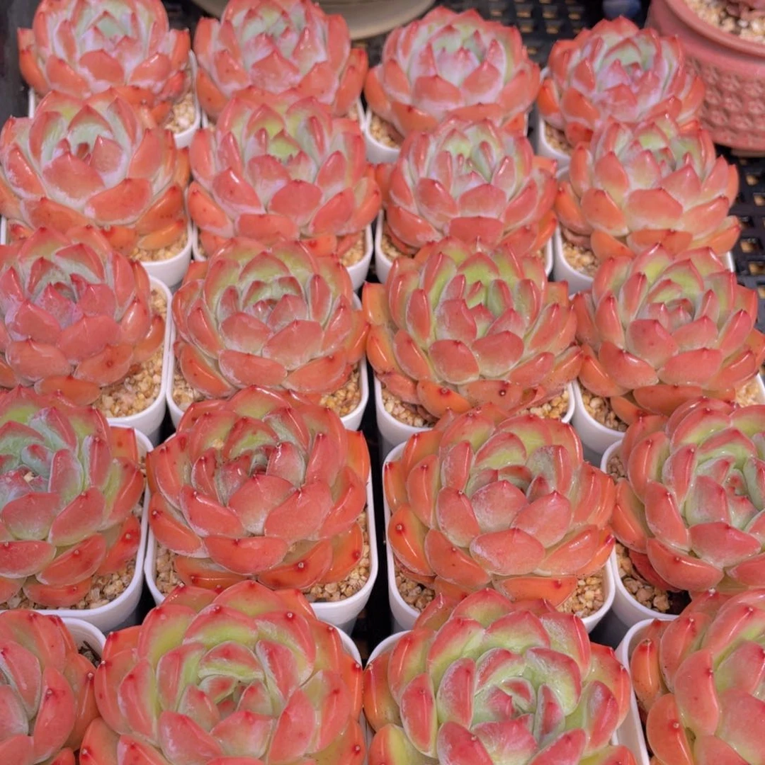 量拍8号 草莓杏仁单头一个