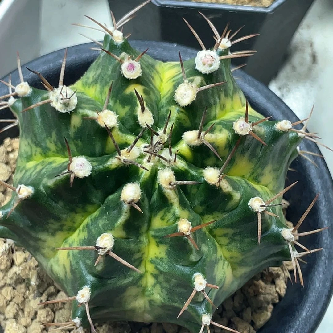 泰系实生根，臀锦黄虎斑