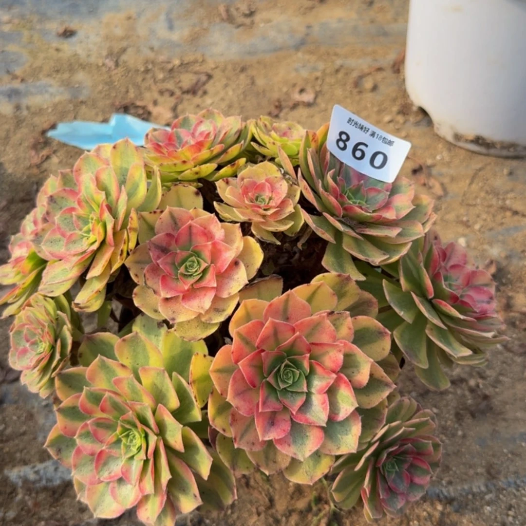 860雨荷。多肉植物