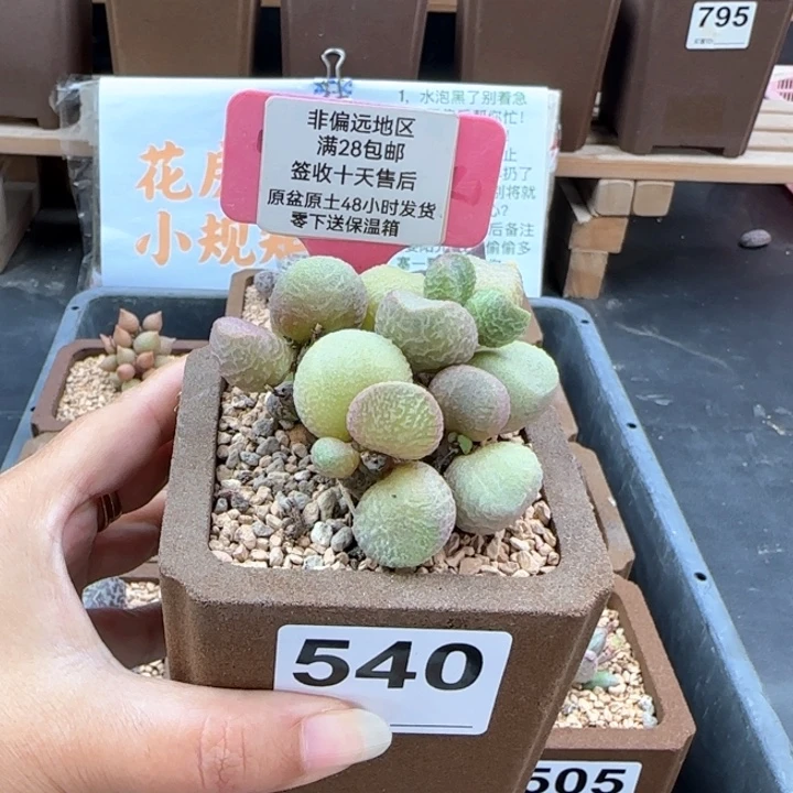 冰***酱540夏娃多肉植物