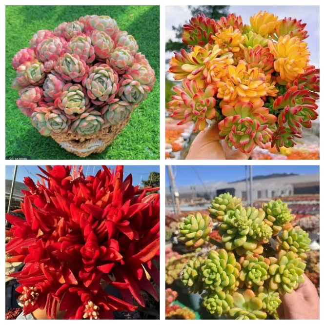 X贝瑞+草编蓝组合  好看好养 云南基地直发 带盆带土